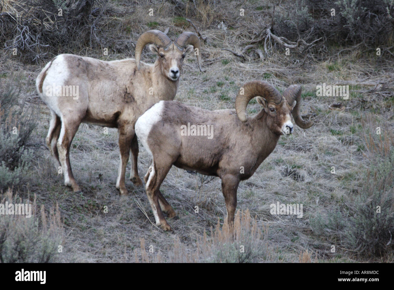 Rocky Mountain Bighorn Sheep Stock Photo - Alamy