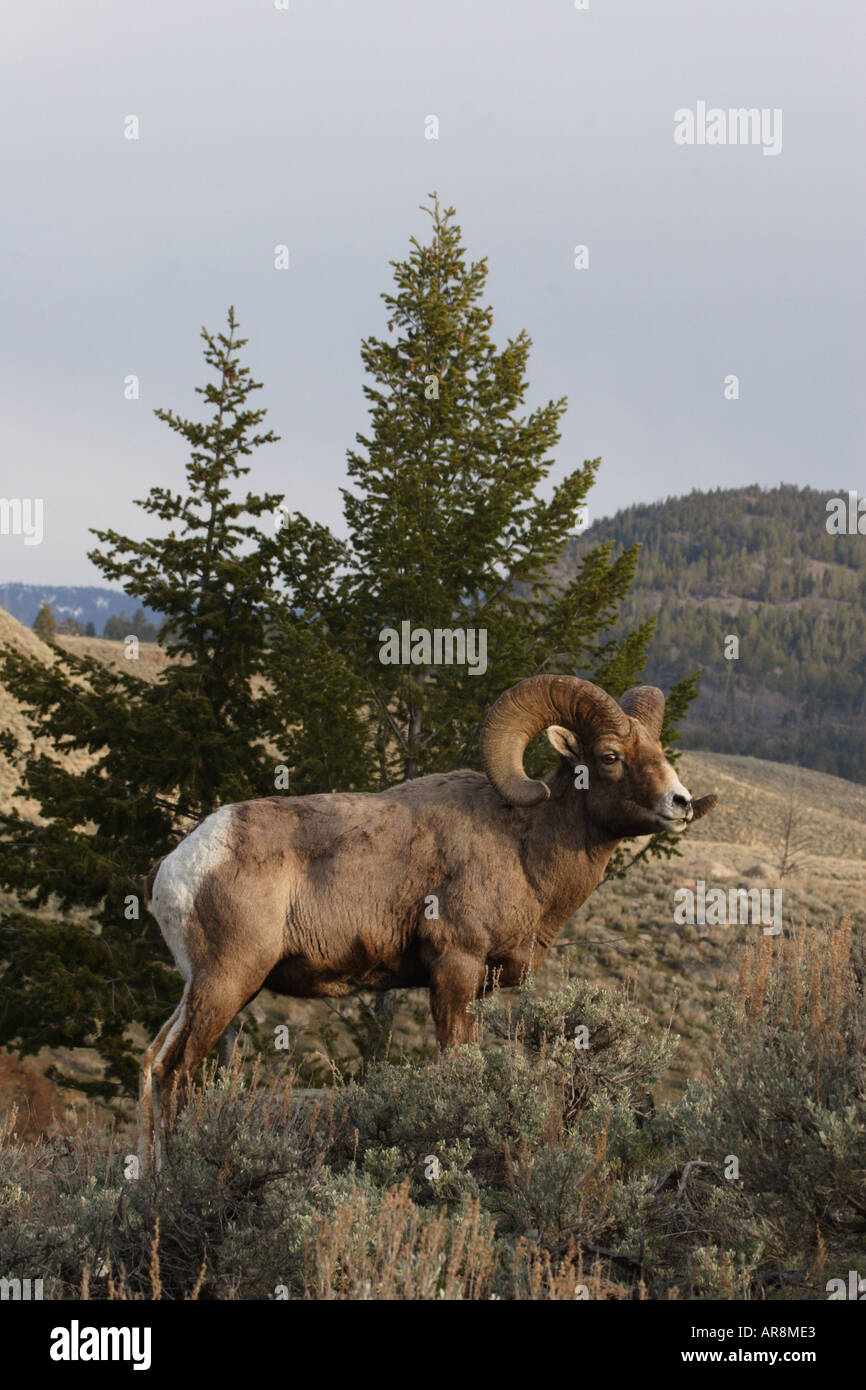 Rocky Mountain Bighorn Sheep Stock Photo - Alamy