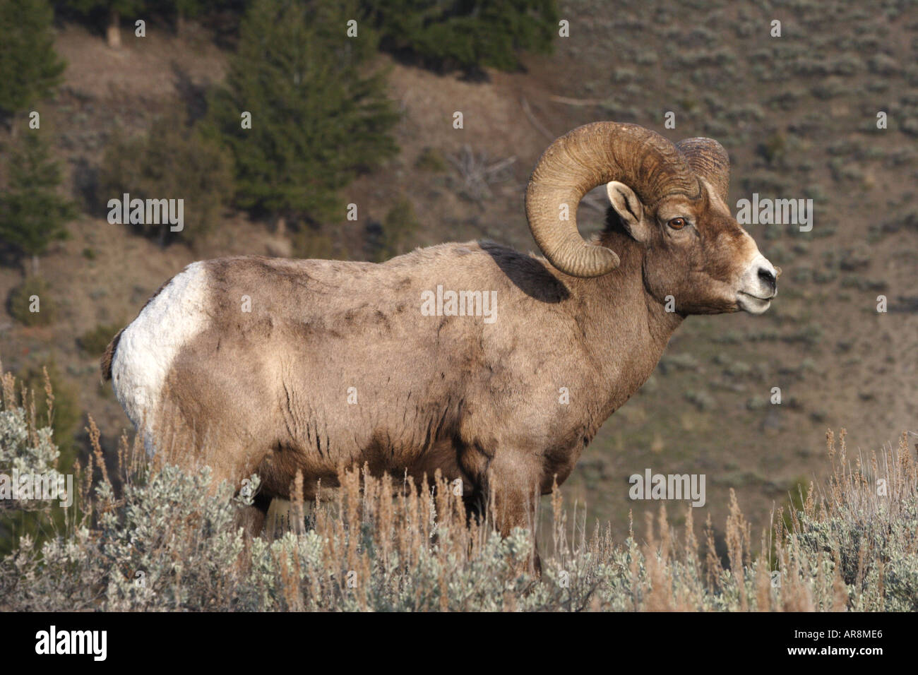 Rocky Mountain Bighorn Sheep Stock Photo - Alamy