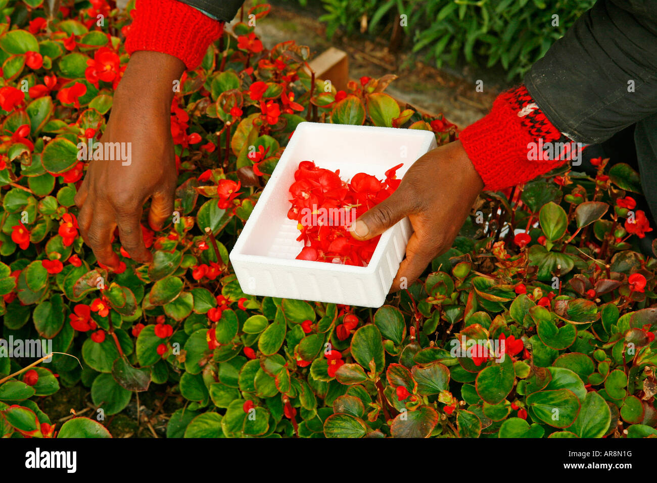 Picking edible flowers for restaurants Stock Photo Alamy