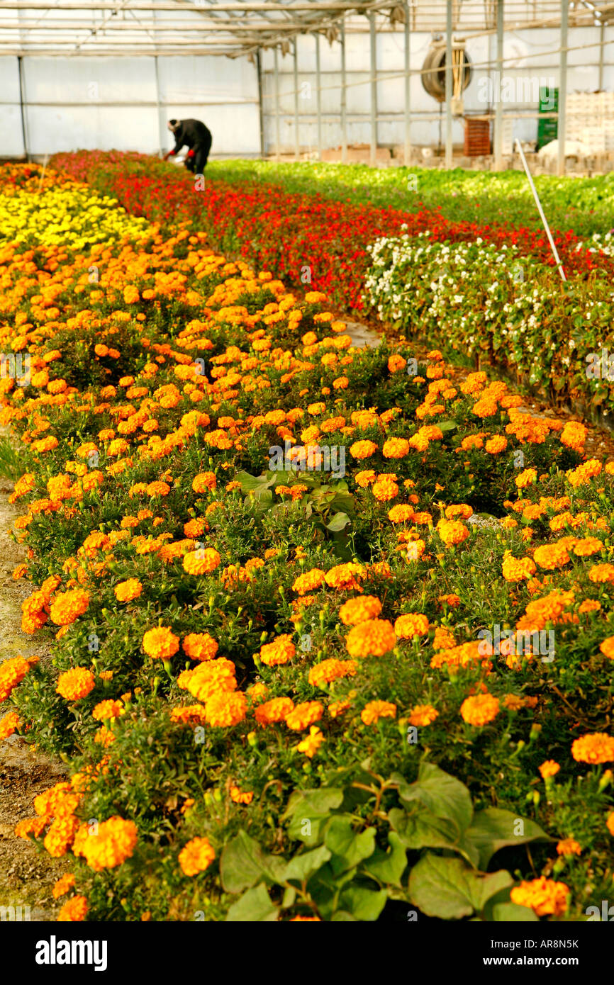 Growing edible flowers for restaurants in a greenhouse Stock Photo Alamy