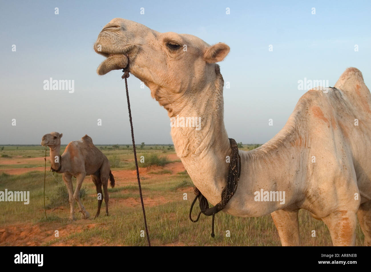 Camels in the semi-desertic sahel outside Gorom Gorom, Burkina Faso Stock Photo