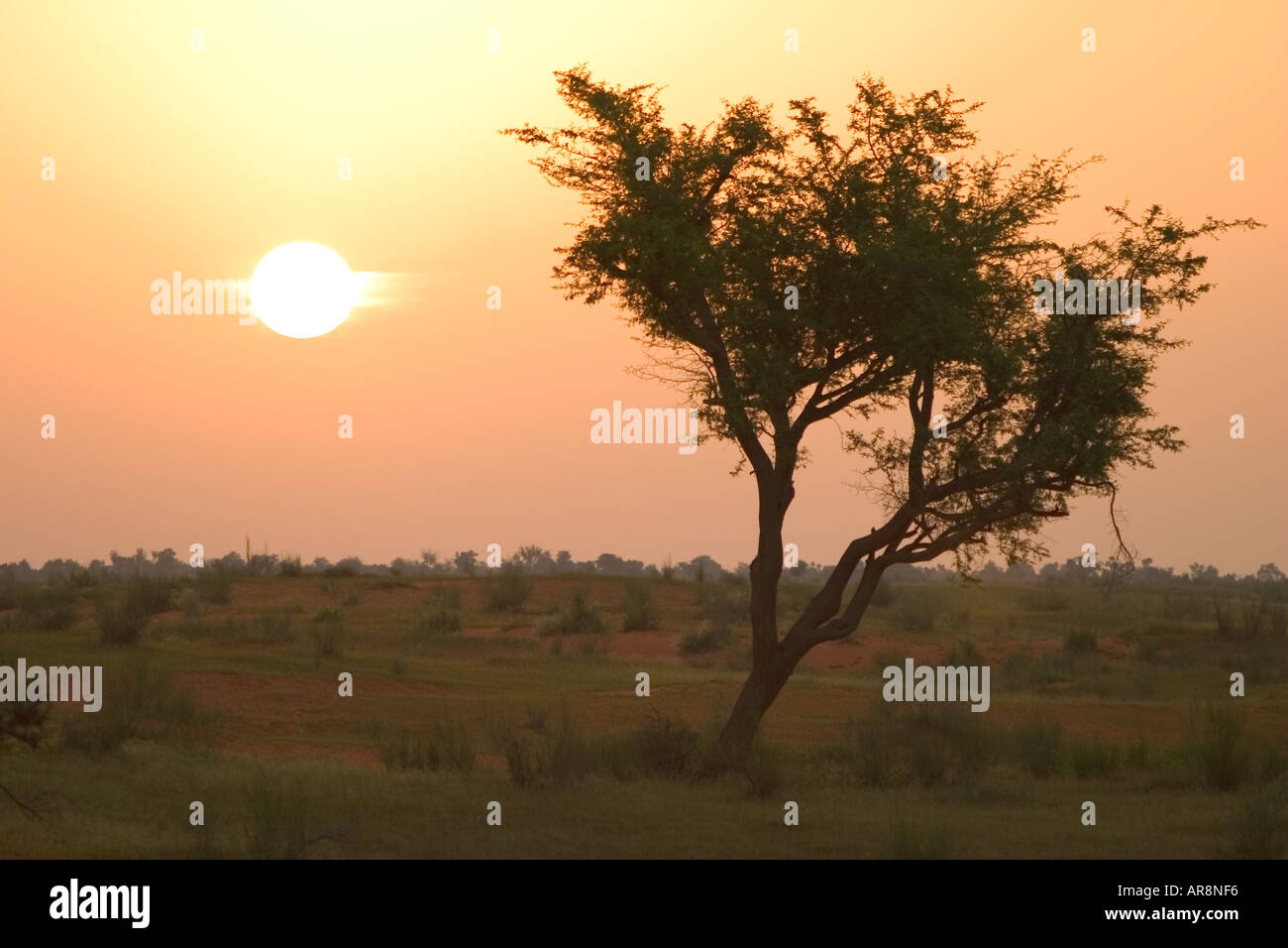 Sunset over the savannah, Burkina Faso Stock Photo