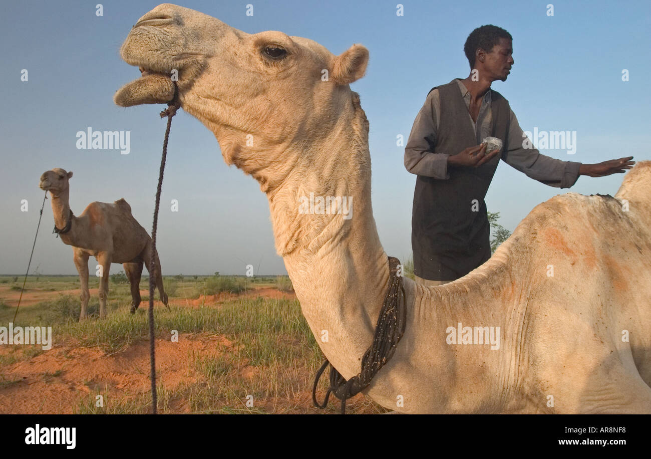 Camel herder looking after his animals in Burkina Faso Stock Photo