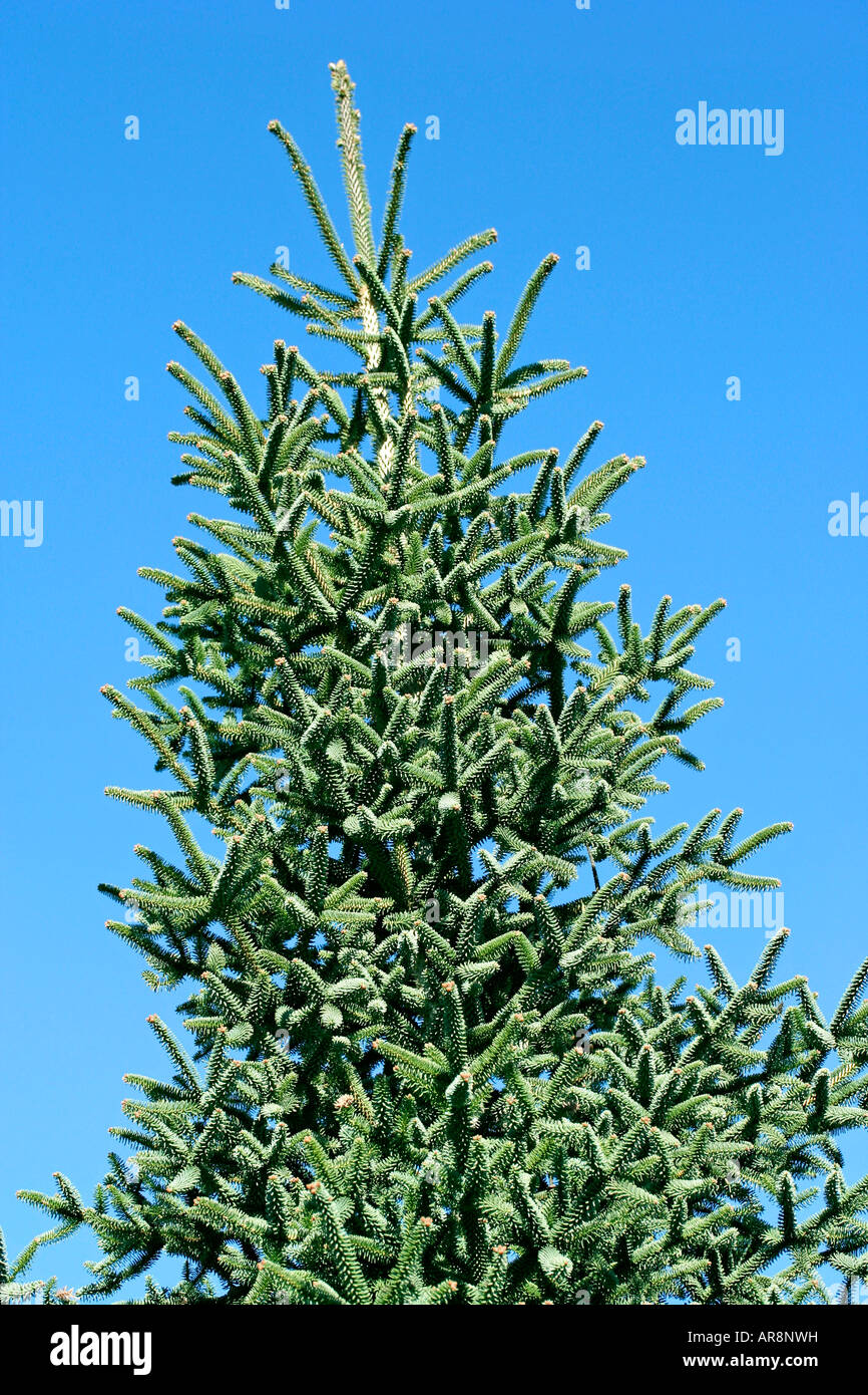 Hedgehog pine tree Abies pinsapo Stock Photo