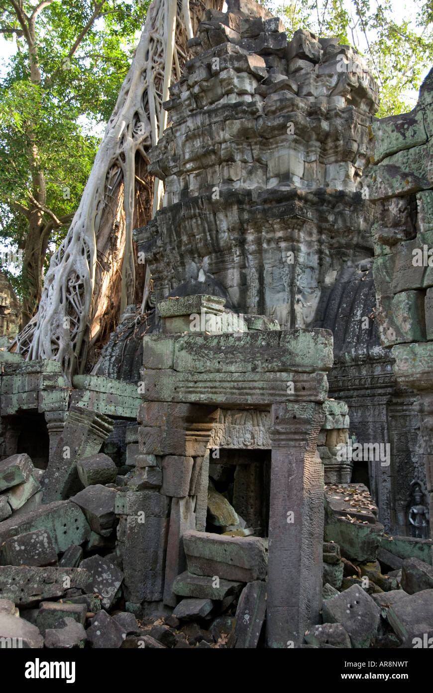 A silkcotton tree shows its grip on Ta Prohm Temple, Angkor Wat