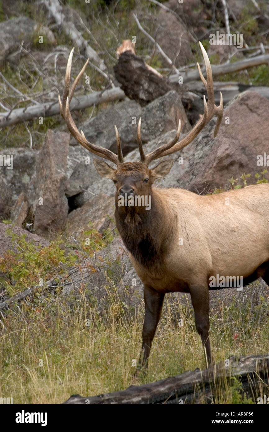 Even toed ungulates herbivores mammals meadows national parks reserves