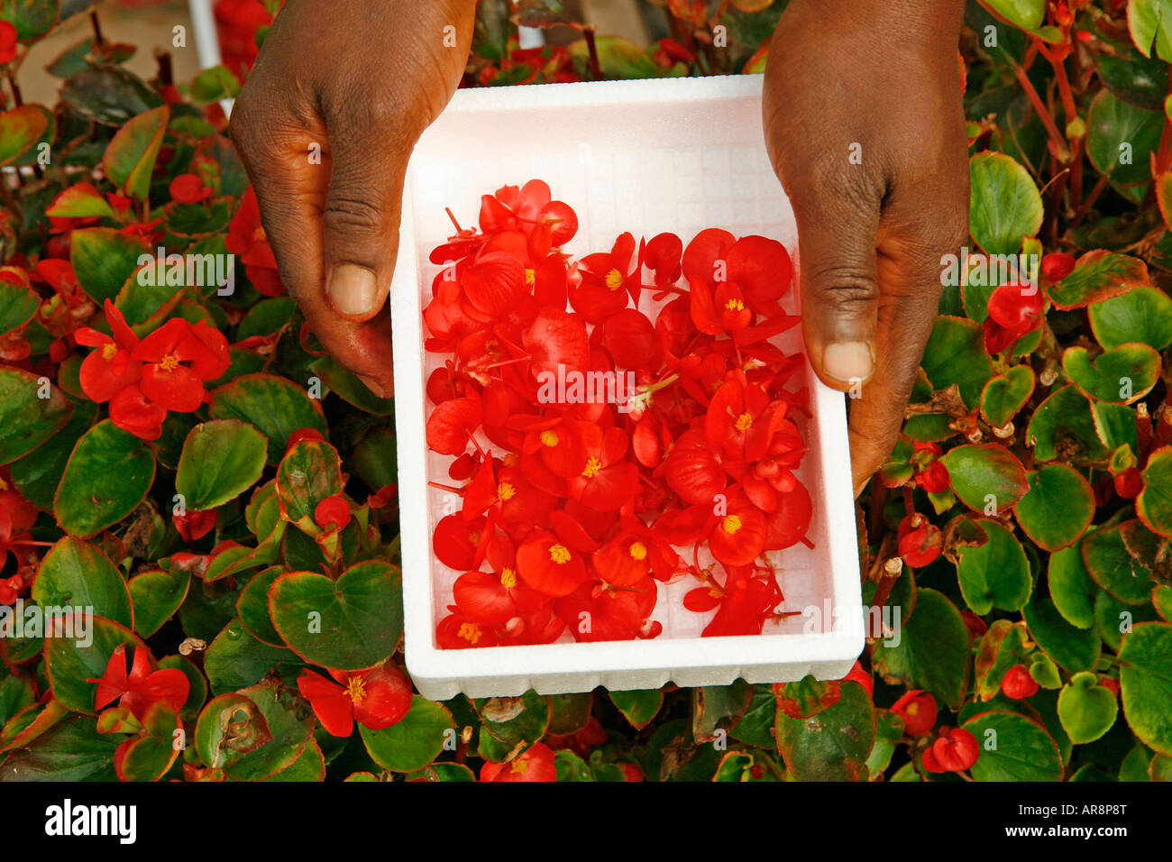 Picking edible flowers for restaurants Stock Photo Alamy