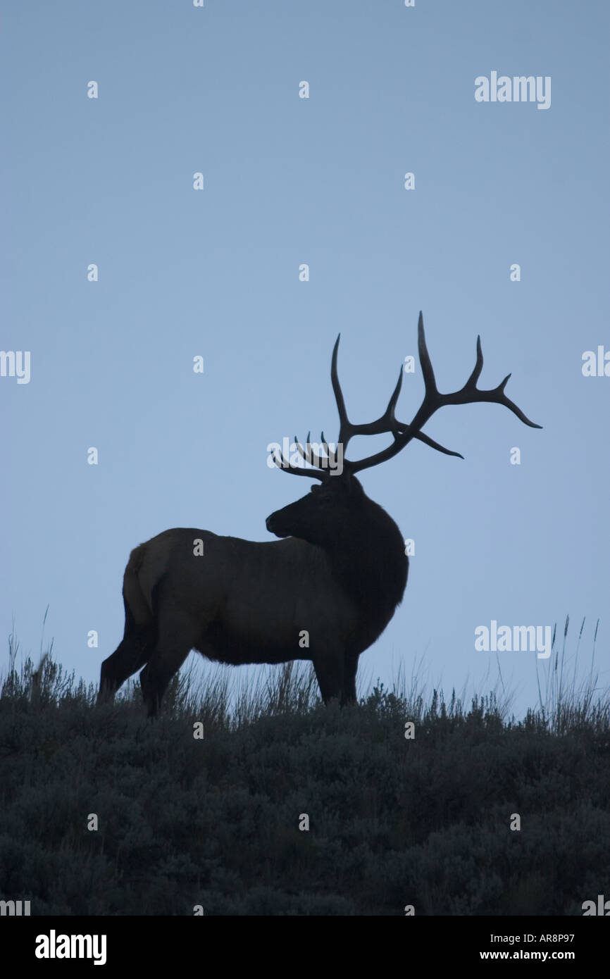 Even toed ungulates herbivores mammals meadows national parks reserves