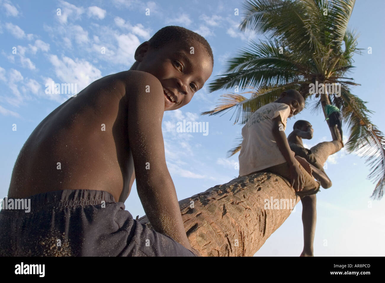Children climbing coconut tree in Beyin, Western Ghana Stock Photo