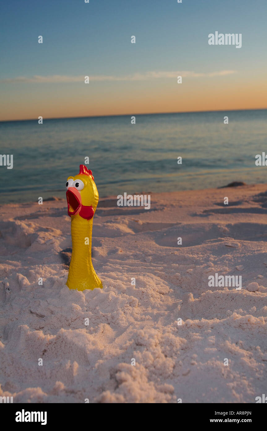 A rubber chicken buried up to its neck on a beach at sunset Stock Photo