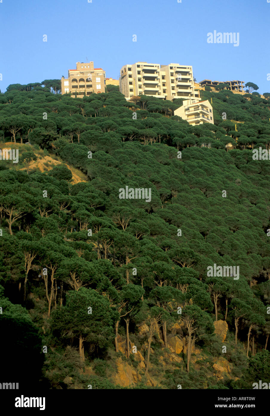Luxury apartments in Lebanon cedar forest Beirut Stock Photo Alamy