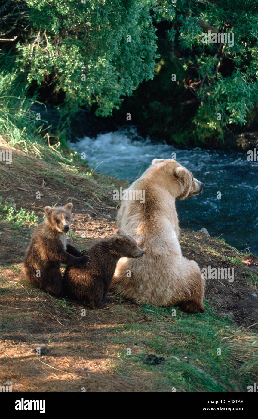 Brown Bear, Alaska Grizzly, Grizzly Bear, ursus arctos horribilis, in Katami National Park, Shot in the wild Stock Photo