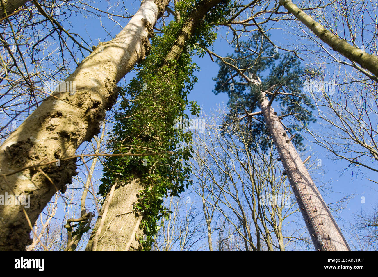 An Orange mobile phone mast camouflaged as an Elm tree Stock Photo