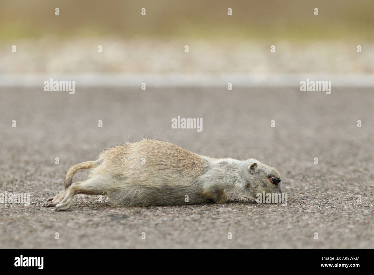 A dead prairie dog the was struck by a car in The Badlands National Park, South Dakota, USA Stock Photo