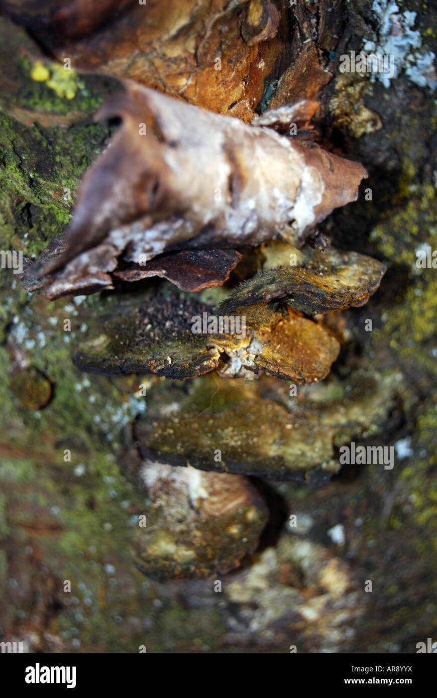 Mushroms and crust on the tree. Stock Photo