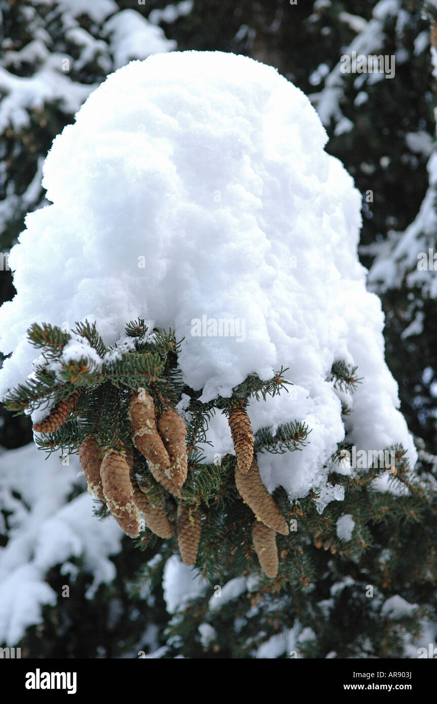 Snow covered tree branch and pine cones Stock Photo - Alamy