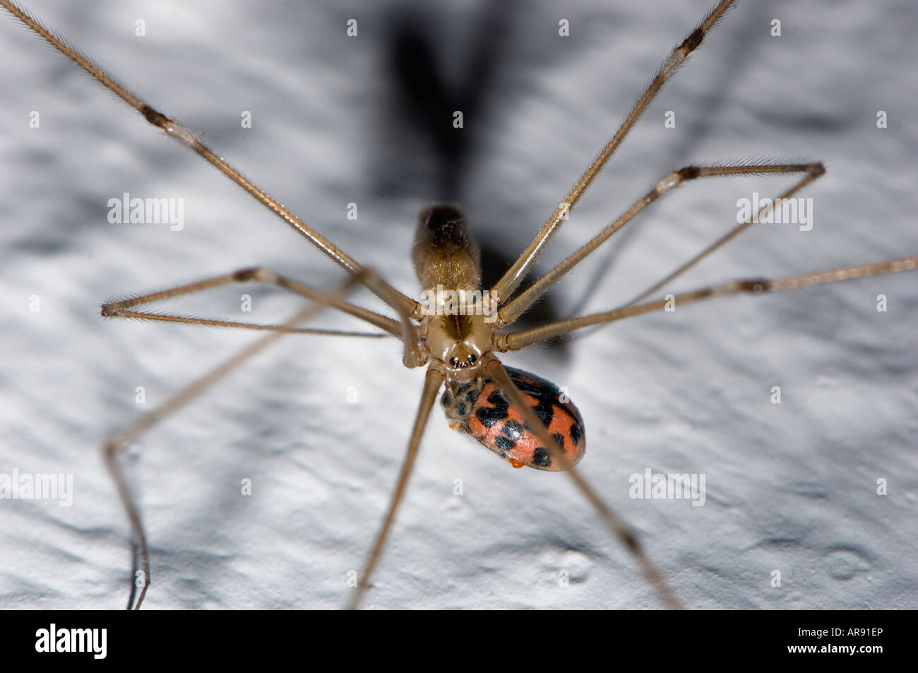 Pholcidae Spider Housespider On White Wall In House Home