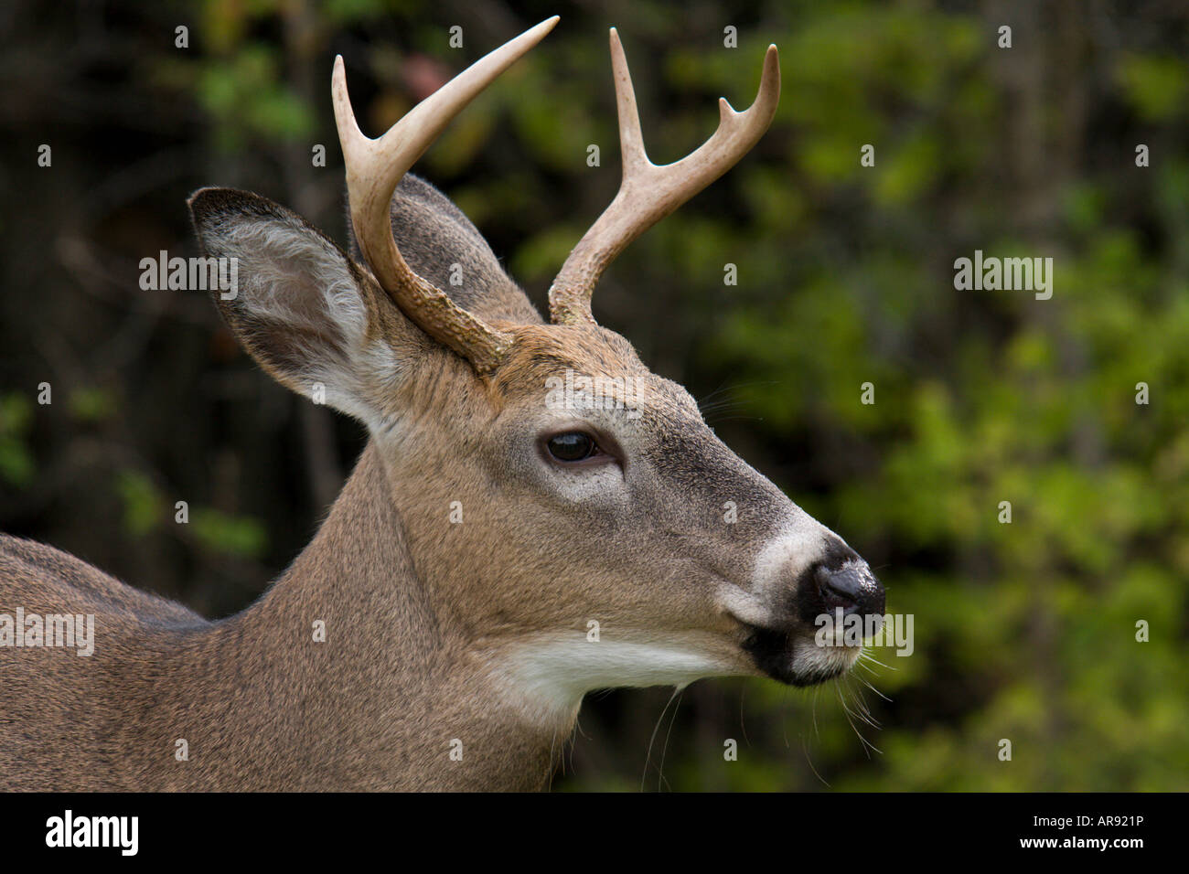 young buck portrait Stock Photo - Alamy