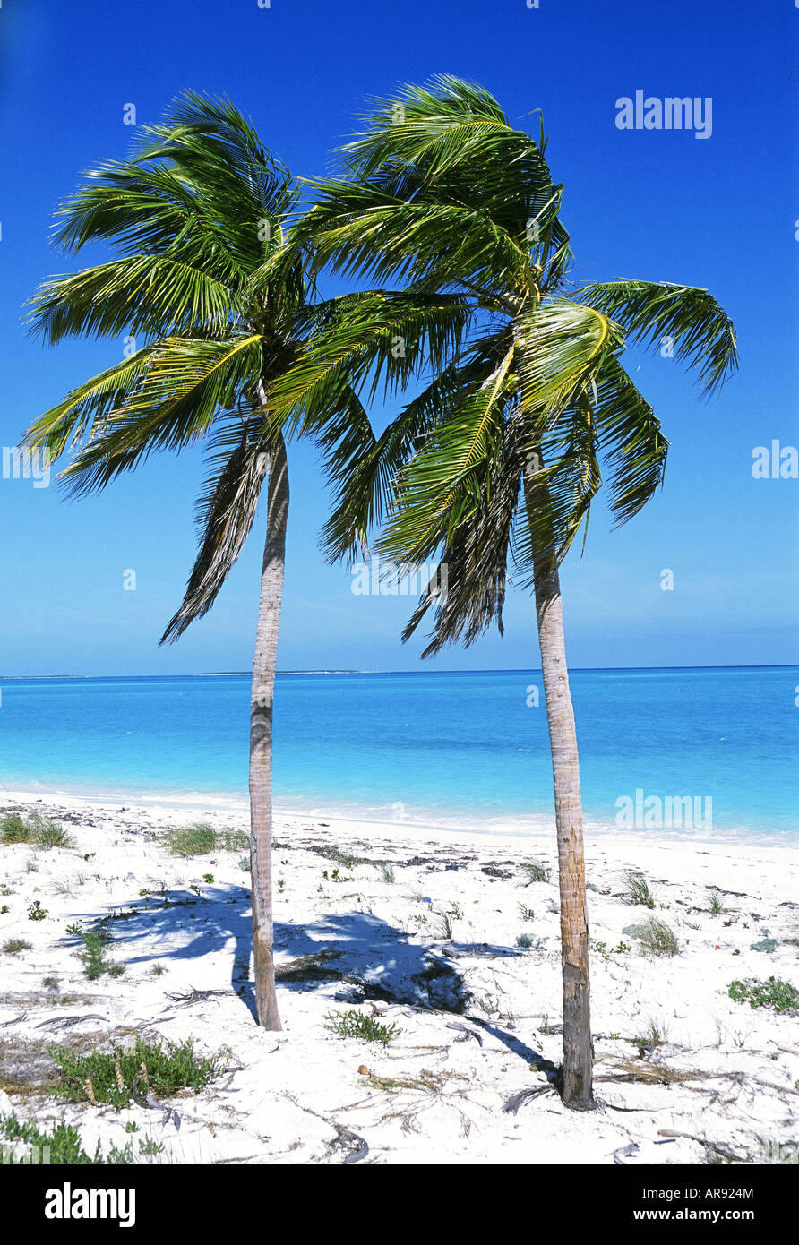 Sea beach palm trees hi-res stock photography and images - Alamy