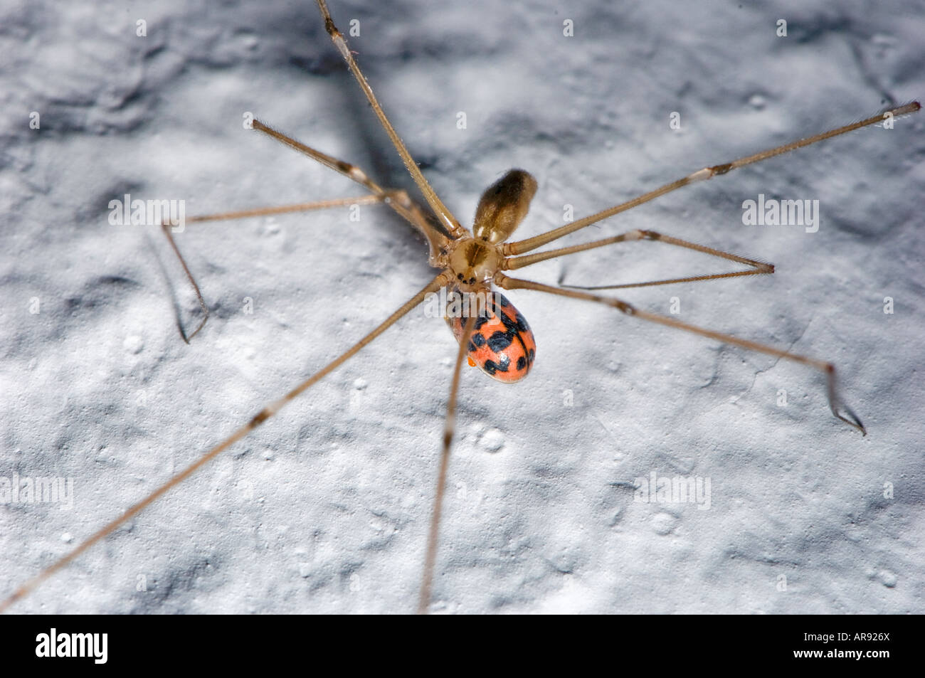 Pholcidae spider housespider on white wall in house home household with take prey catch capture long feet  vibrating cellar spid Stock Photo
