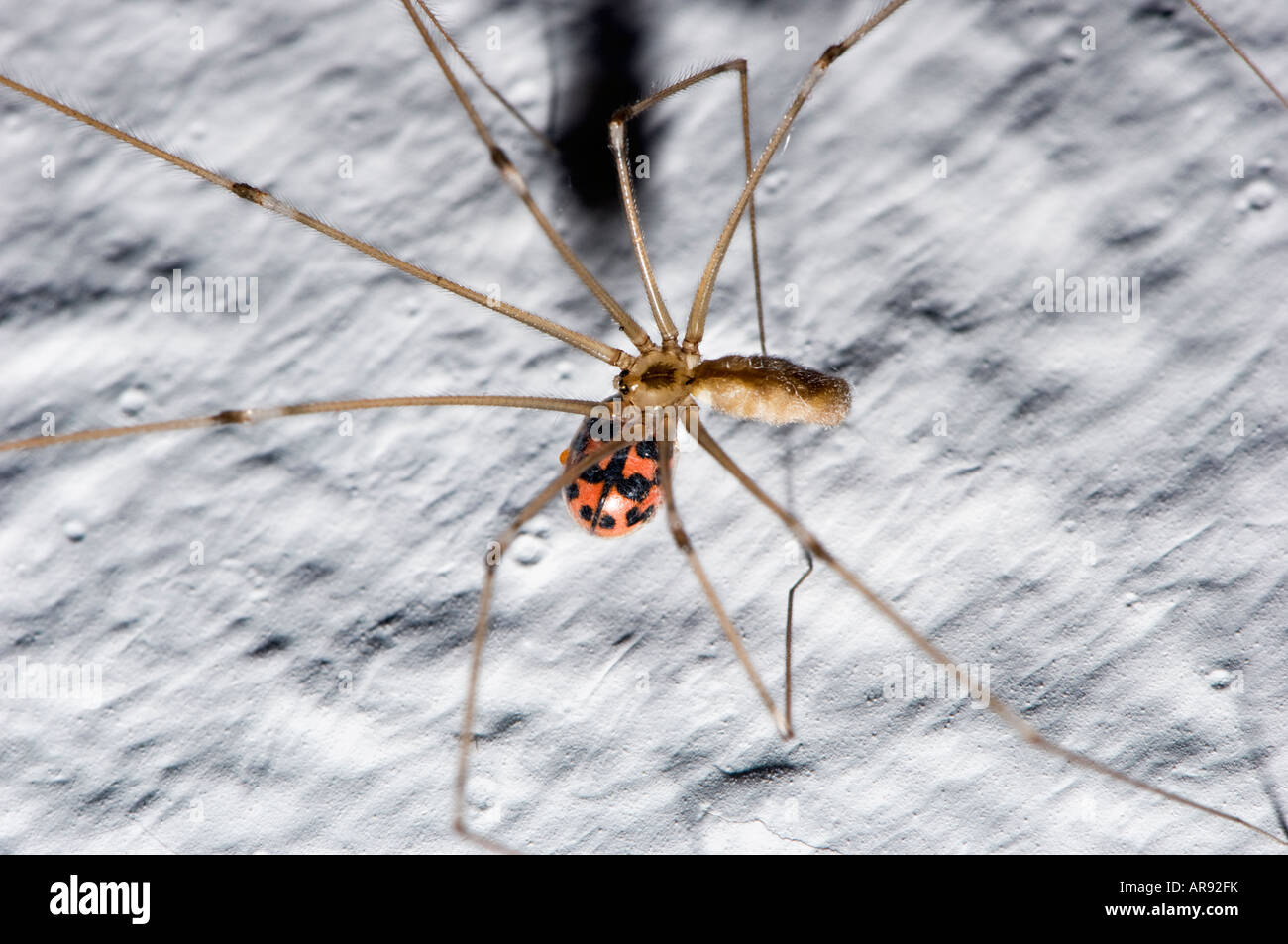 Pholcidae, vibrating or cellar spiders