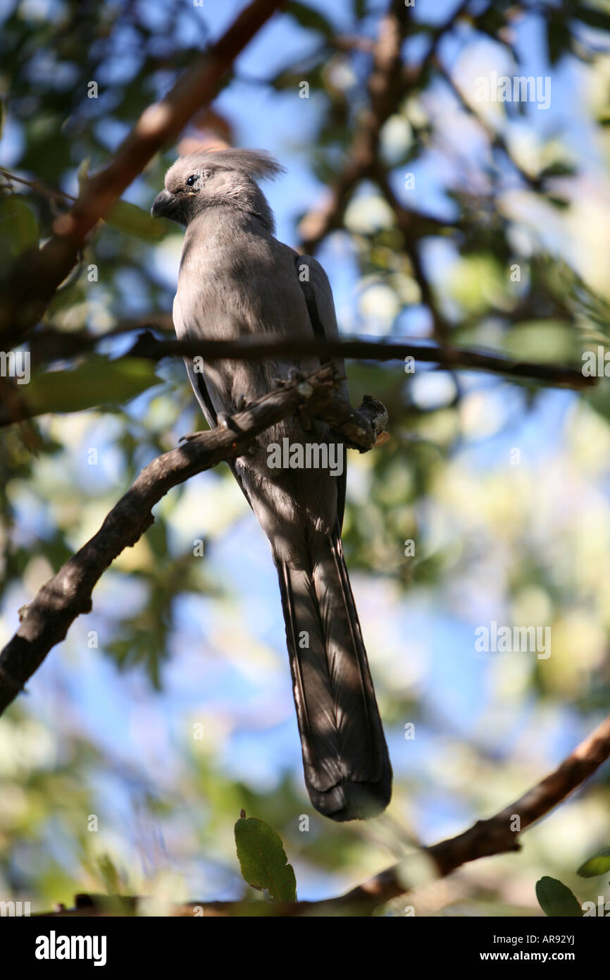 Grey Lourie in tree close up Stock Photo