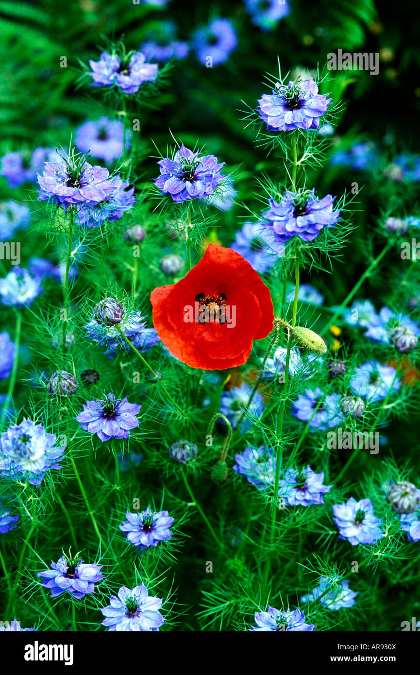 Nigella and poppy in country garden Stock Photo