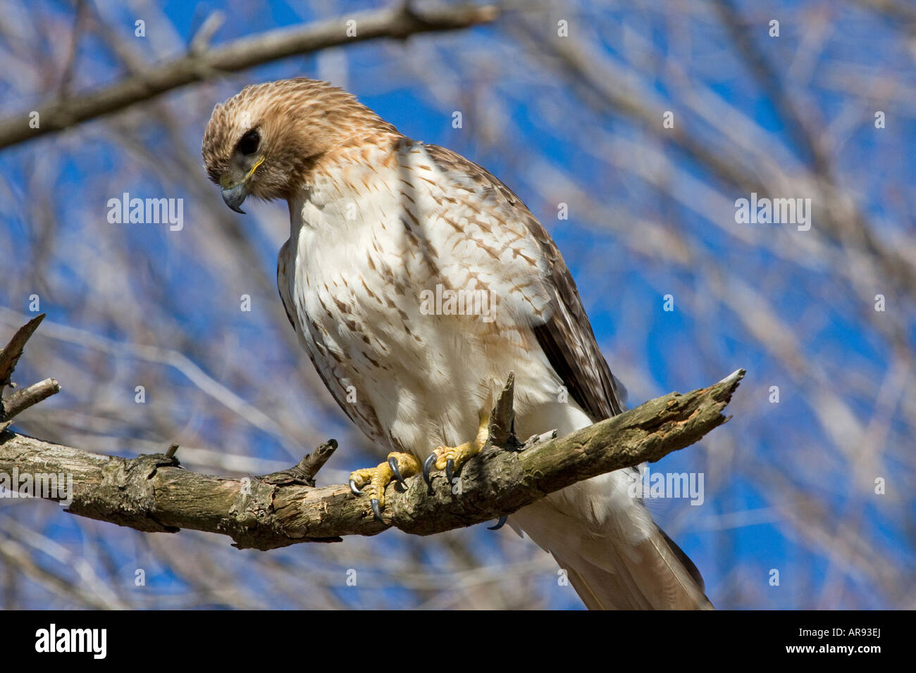 Red tailed Hawk Stock Photo