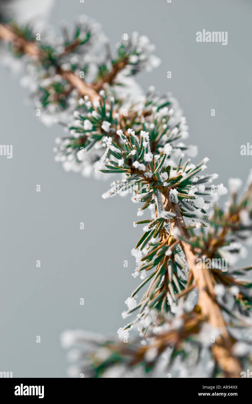 a frosted pine tree branch Stock Photo