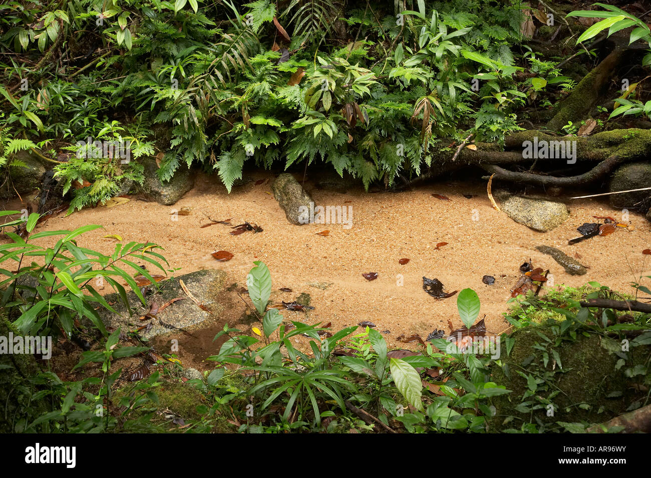 Stream near Josephine Falls Wooroonooran National Park Bartle Frere North Queensland Australia Stock Photo