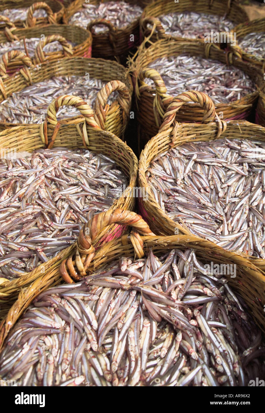 Freshly Caught Fish In Baskets Stock Photo