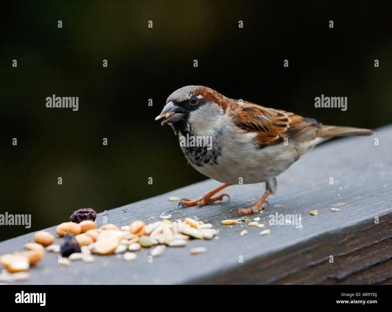 House Sparrow male eating birdseed Stock Photo Alamy