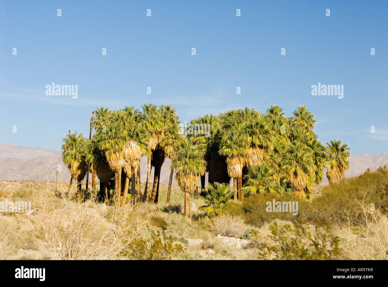 Fan Palm Oasis Coachella Valley National Refuge California Stock Photo