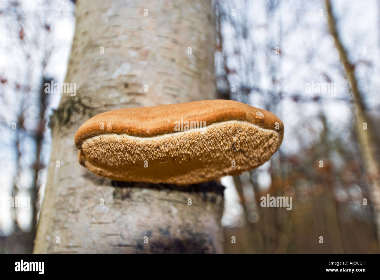 BIRCH mushroom on wood bark forest sprout sprouting sprouted tree treemushroom Xylobiont tinder Stock Photo