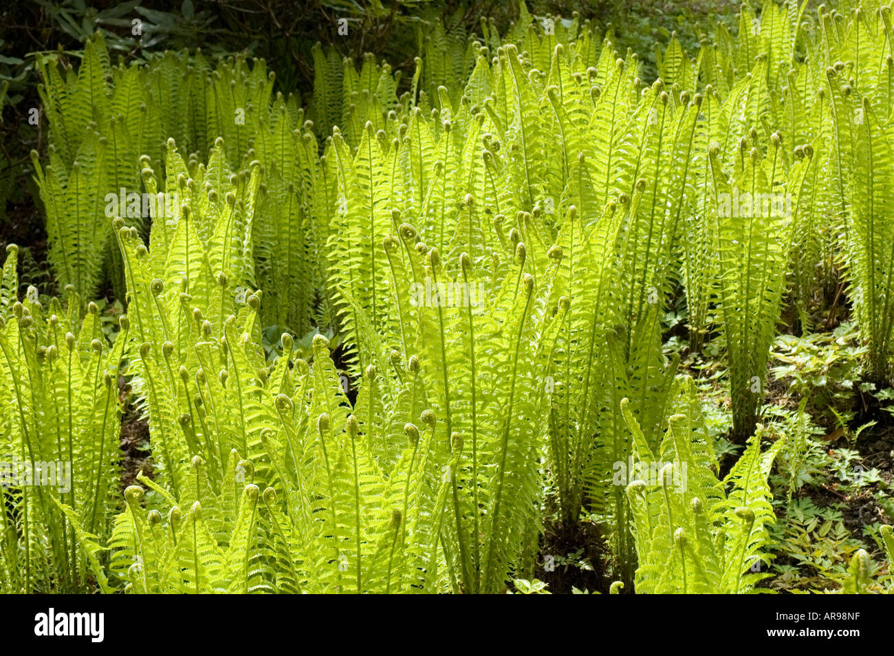 Garden ferns uk hi-res stock photography and images - Alamy