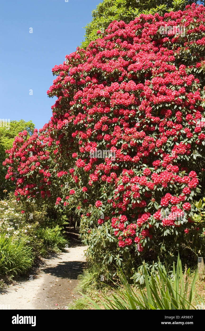 Cornwall Rhododendron Rhododendron, Trebah Cornwall Stock Photo - Alamy