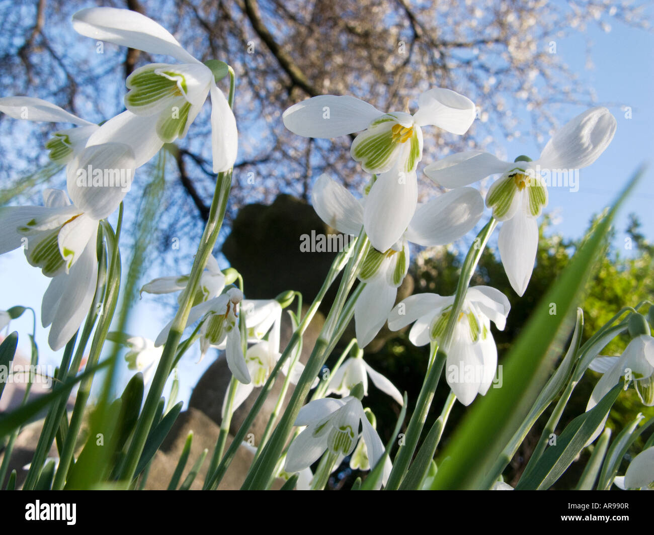 Snowdrops in garden Latin name Galanthus nivalis Stock Photo