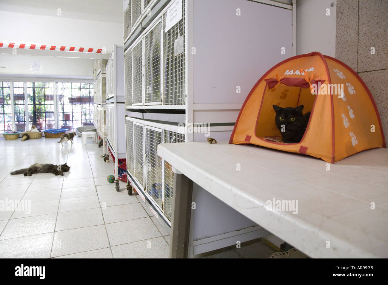 The quarantine room of the Torre Argentina Cat Sanctuary in Rome Italy Stock Photo