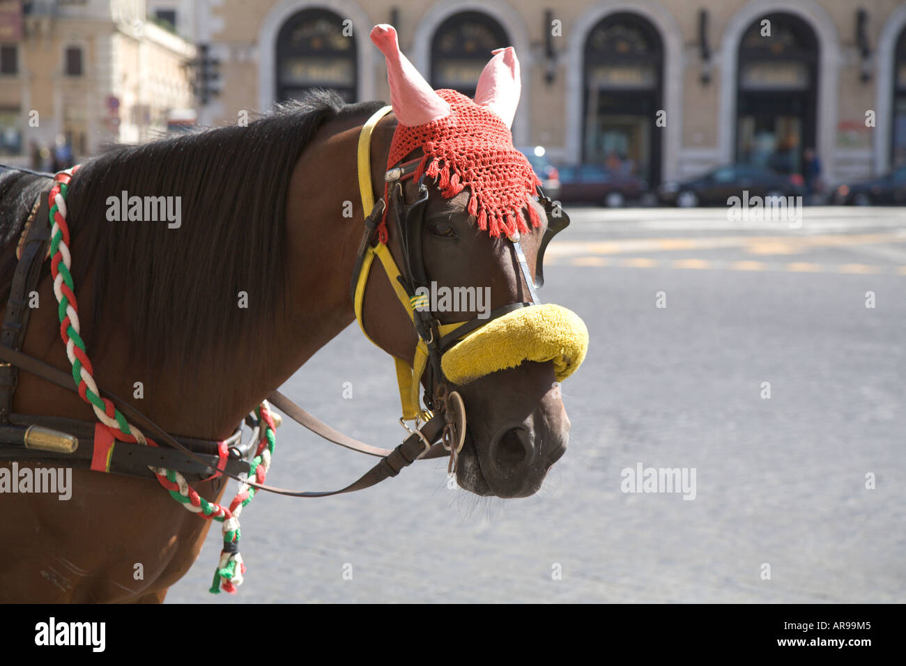 One of the horses used to take passengers on a tour of Rome Stock Photo