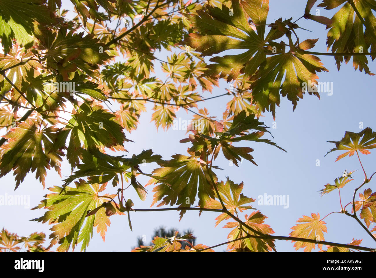 Graphic maple leaf hi-res stock photography and images - Alamy