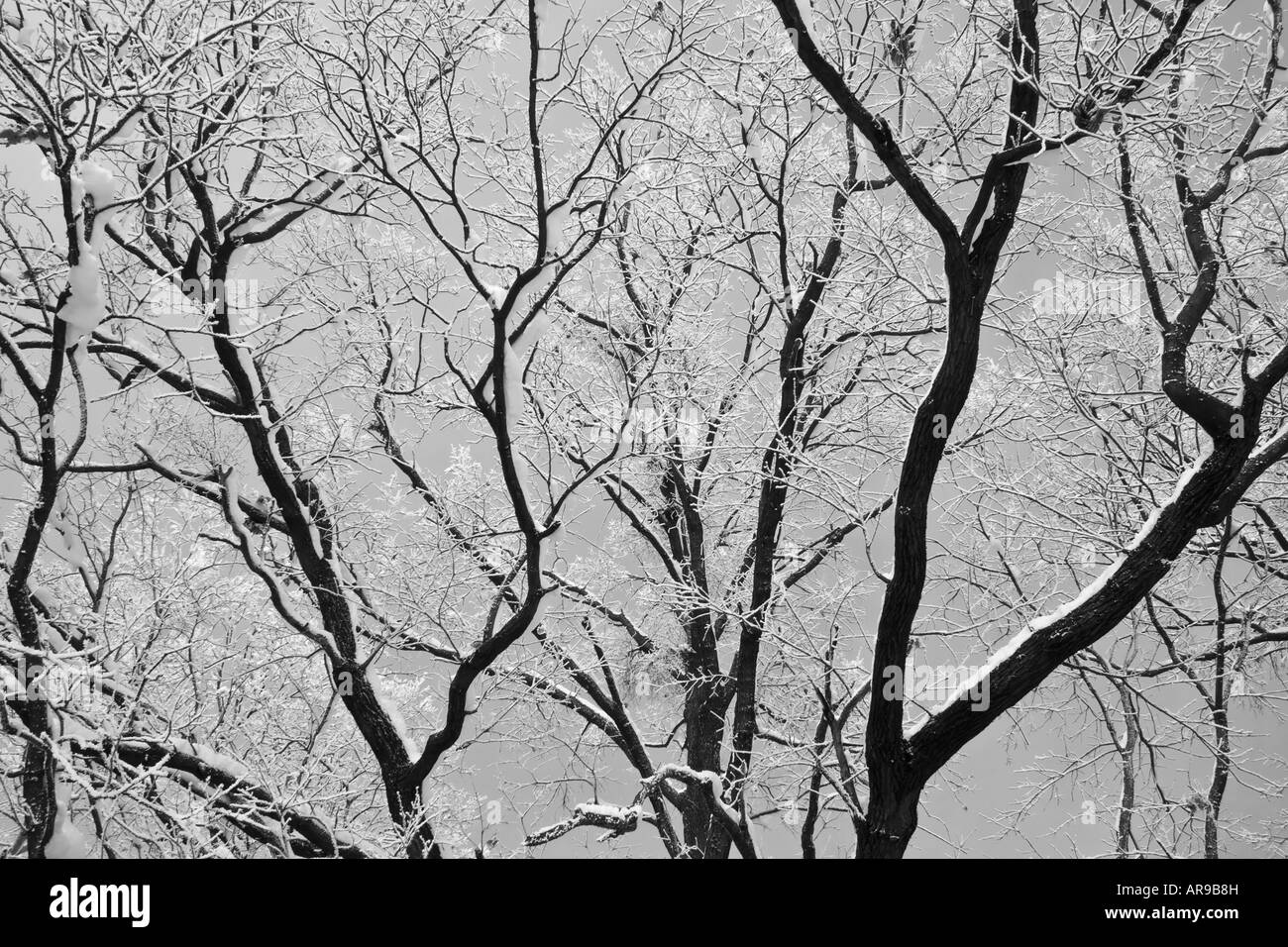 tree branches b&w Stock Photo