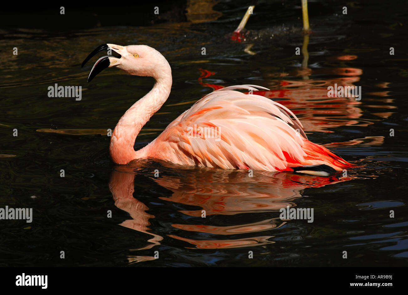 Courting Chilean Flamingo Phoenicopterus chilensis Stock Photo