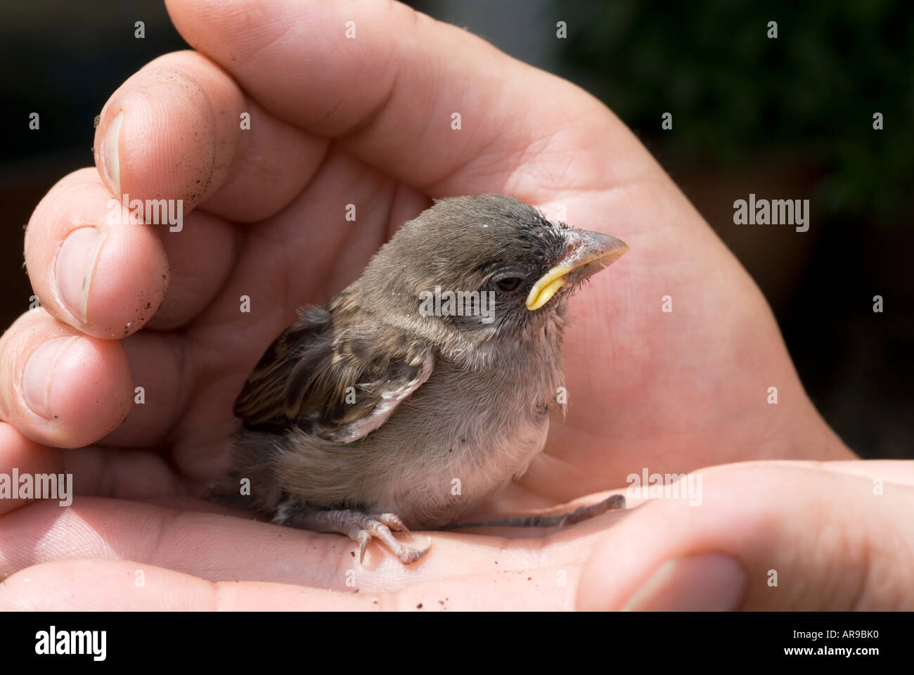 Image of a small baby bird sitting on a hand Stock Photo Alamy