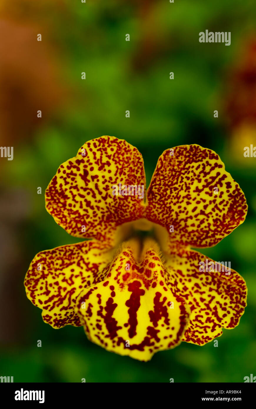 Image of a close up shot of a beautiful mimulus flower Stock Photo