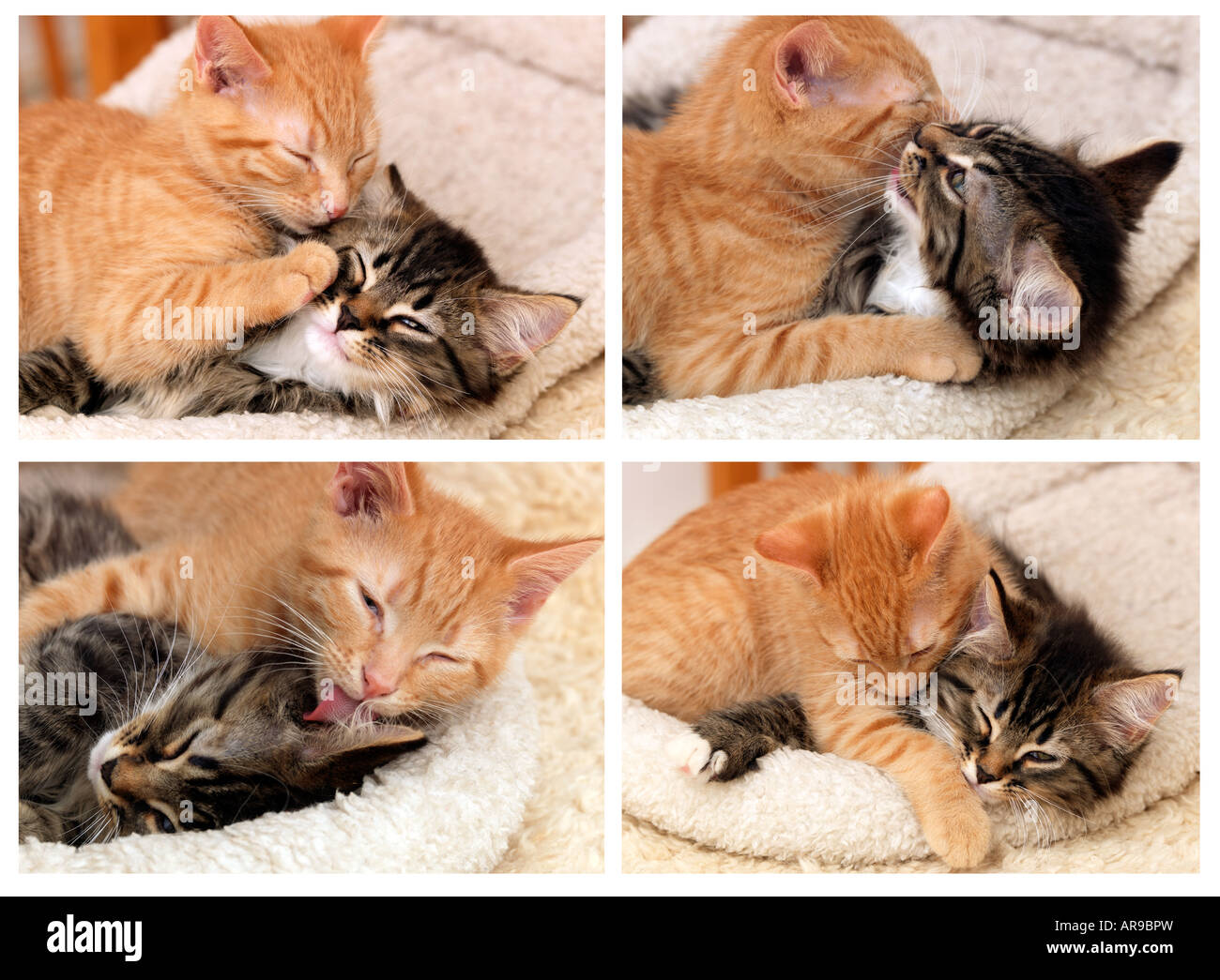Licking her kitten hi-res stock photography and images - Alamy - Kitten Kneading With Licking