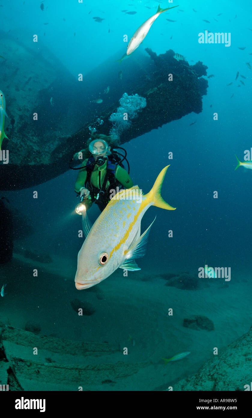 Yellowtail snapper and scuba diver Ocyurus chrysurus Punta Cana