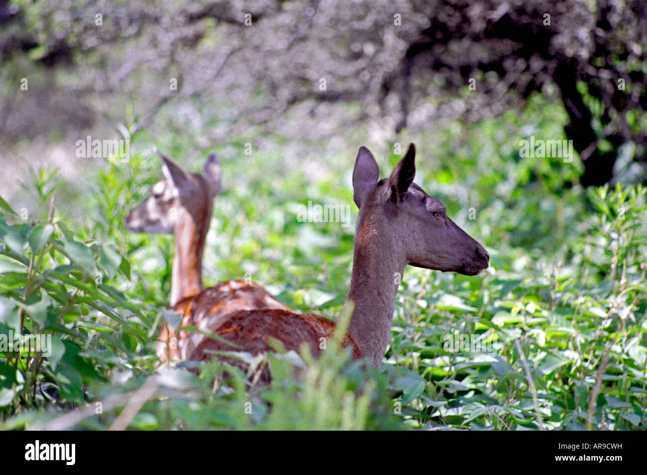 Exotic red deer (Cervus elaphus) in Argentina woodlands Stock Photo