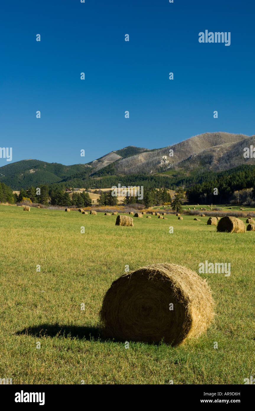 Hay bales,Warm Springs Creek, Judith Mtns. near Lewistown, Montana Stock Photo