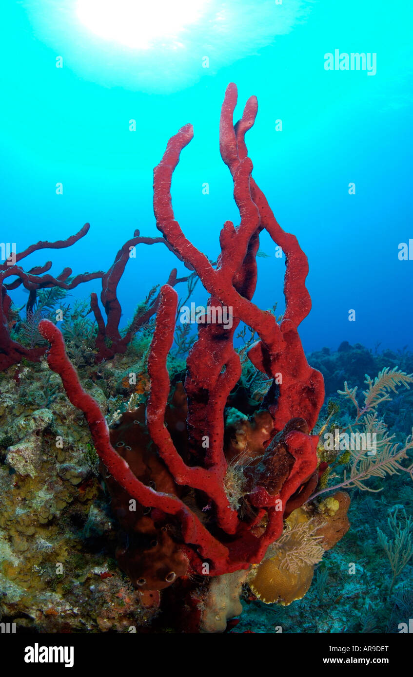 Red rope sponge on drift dive Chromis Reef near Bimini Bahamas Stock